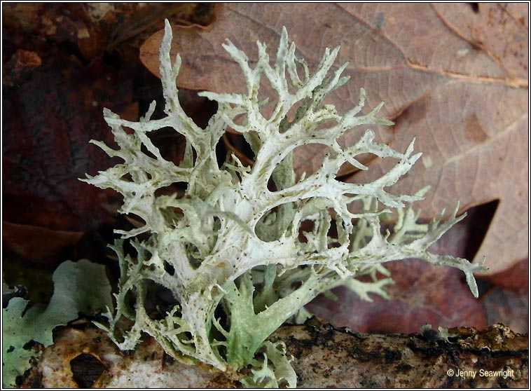 Evernia prunastri 