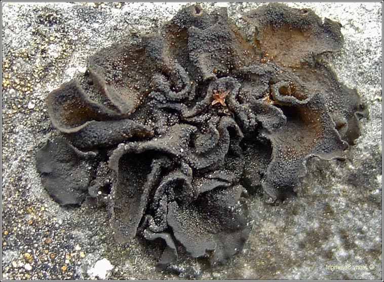 Collema fuscovirens