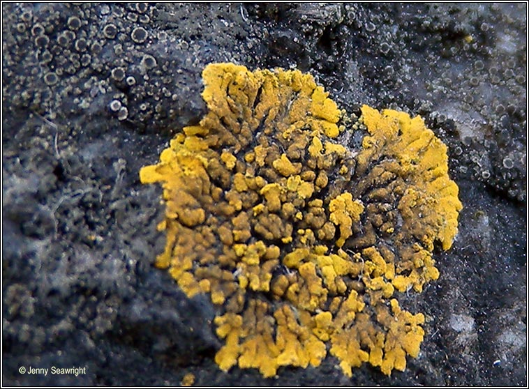 Caloplaca decipiens