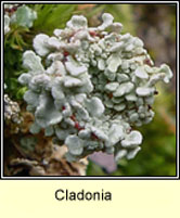 Cladonia