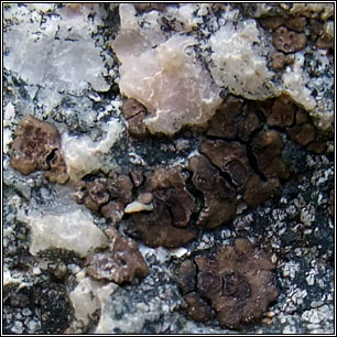 Acarospora impressula, Cracked lichen