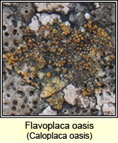 Flavoplaca oasis, Caloplaca oasis