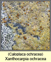 Xanthocarpia ochracea, Caloplaca ochracea
