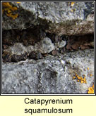 Catapyrenium squamulosum