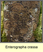 Enterographa crassa