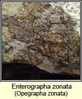 Opegrapha zonata, Enterographa zonata