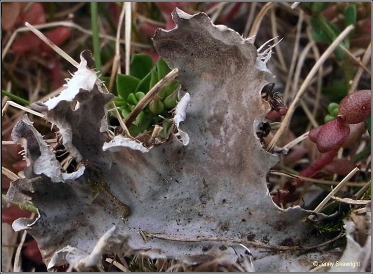 Peltigera canina