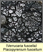 Placopyrenium fuscellum, Verrucaria fuscella