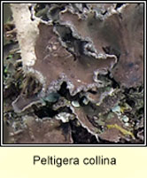 Peltigera collina