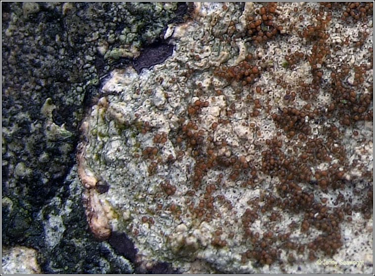 Pertusaria pseudocorallina