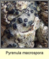 Pyrenula macrospora