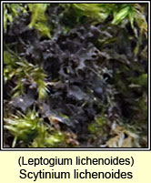 Scytinium lichenoides, Leptogium lichenoides
