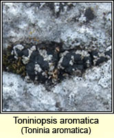 Toniniopsis aromatica, Toninia aromatica
