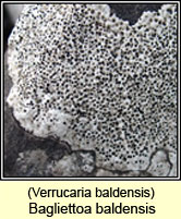 Bagliettoa baldensis, Verrucaria baldensis