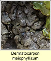 Dermatocarpon meiophyllizum