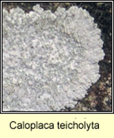Caloplaca teicholyta