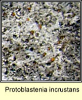 Protoblastenia incrustans