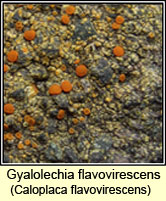 Gyalolechia flavovirescens, Caloplaca flavovirescens