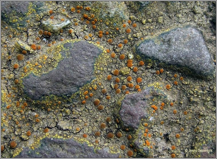 Caloplaca flavovirescens