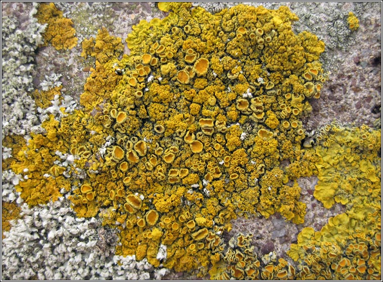 Xanthoria calcicola