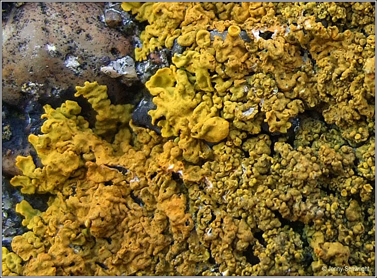 Xanthoria calcicola