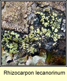 Rhizocarpon lecanorinum