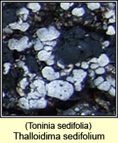 Thalloidima sedifolium, Toninia sedifolia