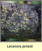 Pertusaria albescens