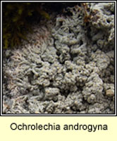 Ochrolechia androgyna