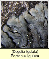 Pectenia ligulata, Degelia ligulata