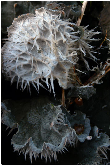 Peltigera membranaceae