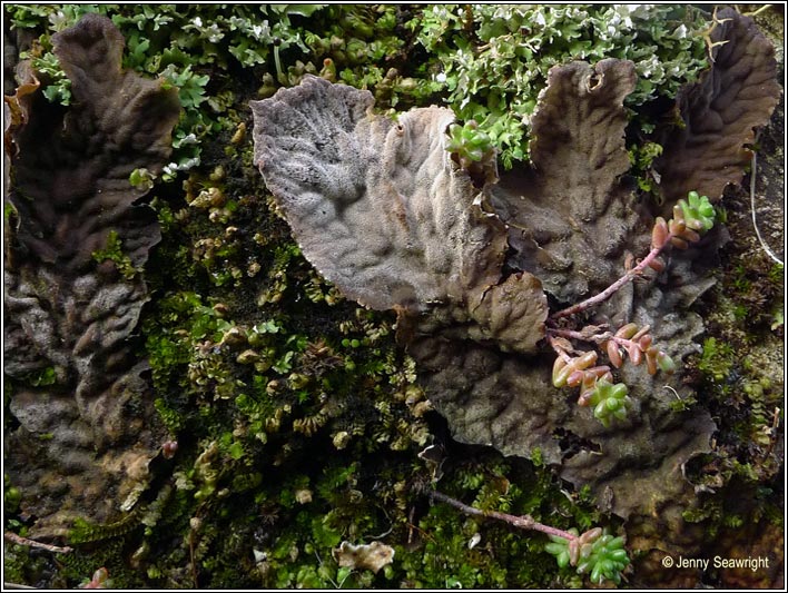 Peltigera membranaceae