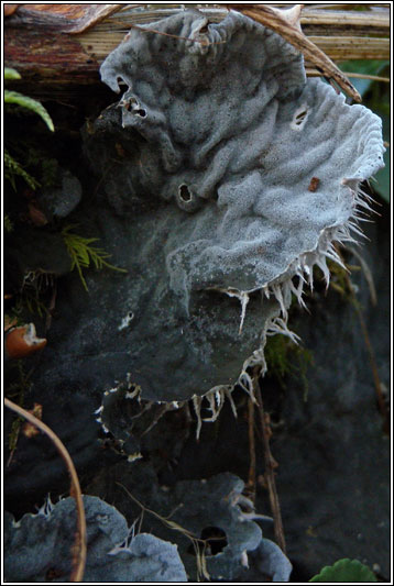 Peltigera membranaceae