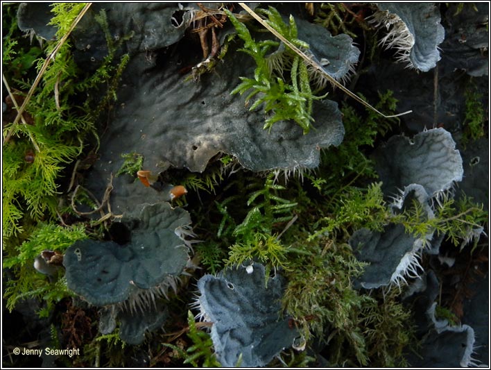 Peltigera membranaceae