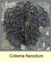 Collema flaccidum
