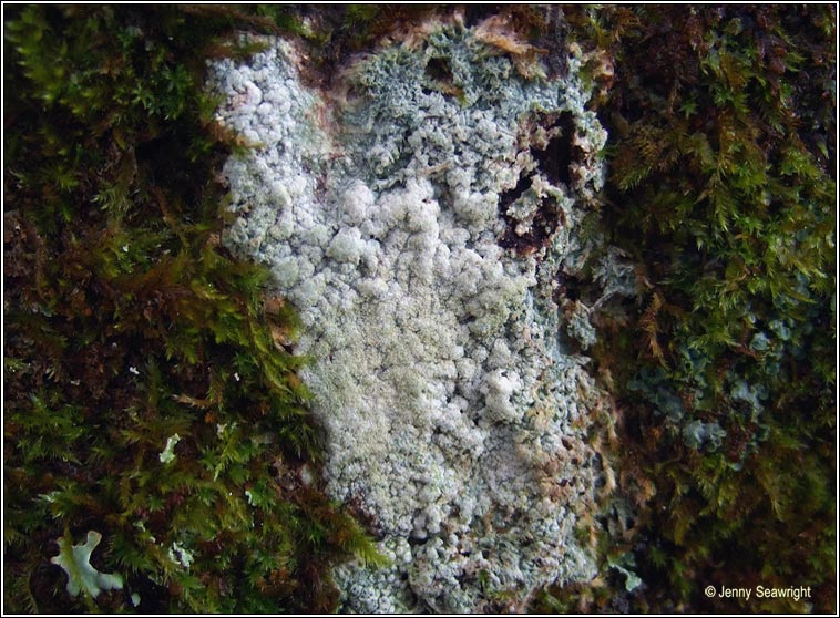 Pertusaria coccodes