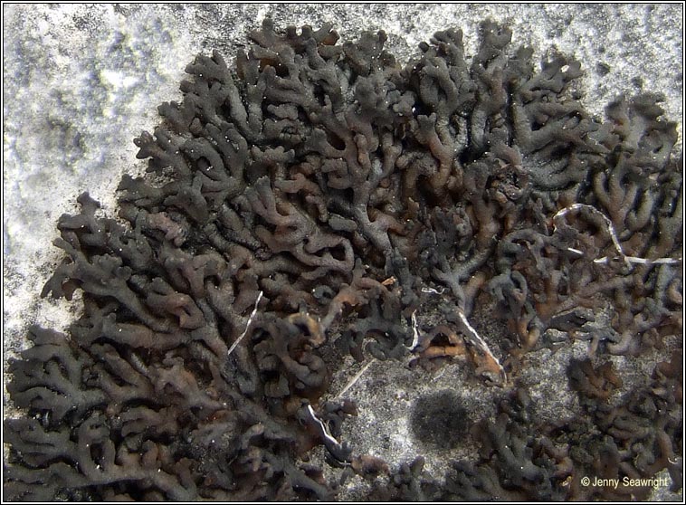 Collema multipartitum