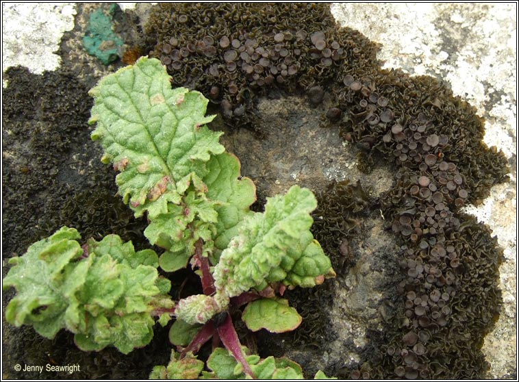 Collema cristatum