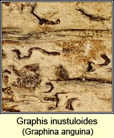 Graphis inustuloides, Graphina anguina