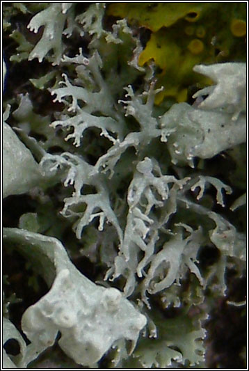 Ramalina farinacea