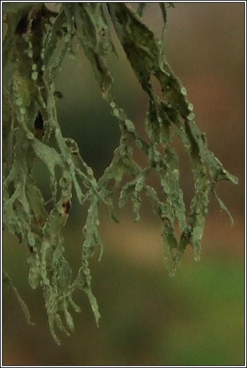 Ramalina farinacea