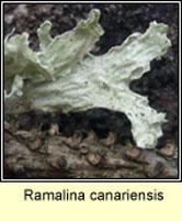 Ramalina canariensis
