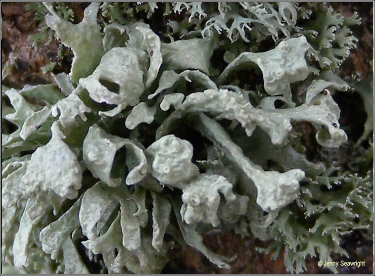 Ramalina canariensis