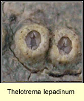 Thelotrema lepadinum