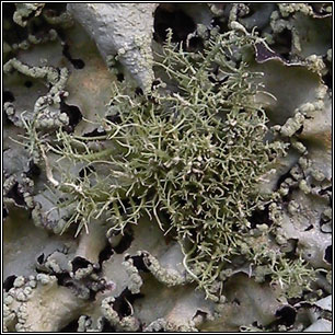 Usnea cornuta