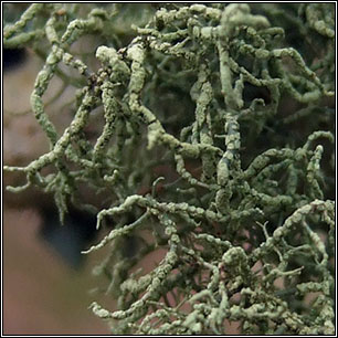 Usnea esperantiana