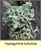 Hypogymnia tubulosa