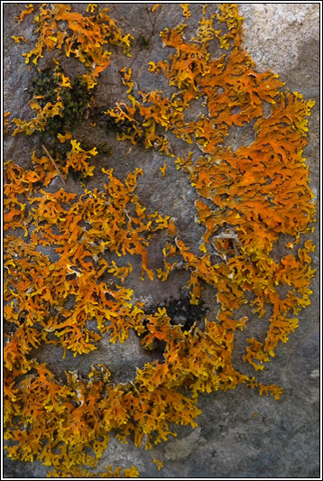 Xanthoria ectaneoides