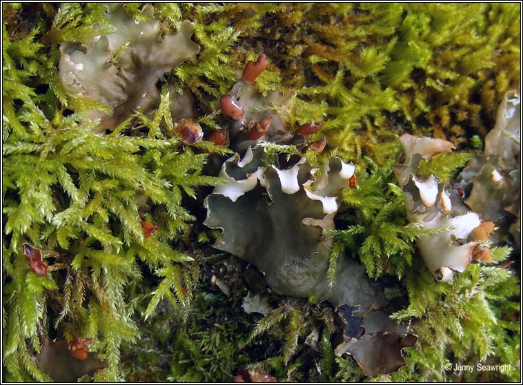 Peltigera hymenina