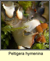 Peltigera hymenina